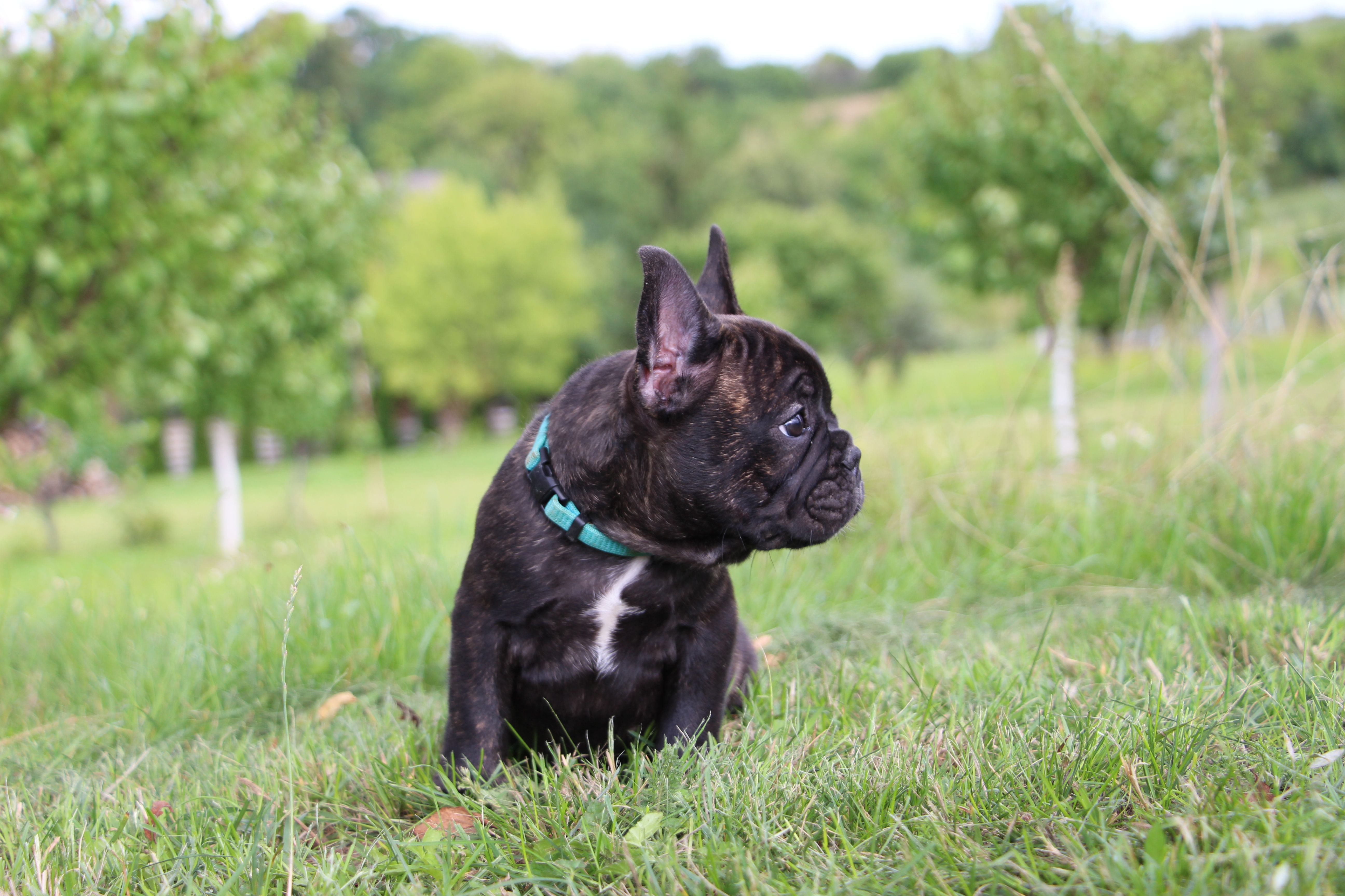 <svg class='blue'></svg> <b>Marrel</b> <svg class='blue'></svg>